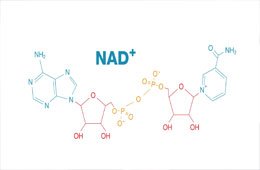 NAD+: תרופת פלא להזדקנות או הבטחה לא ממומשת?