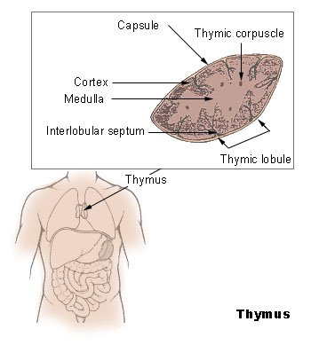 Is the thymus gland aging? New research offers hope!