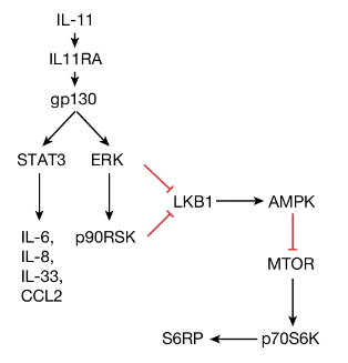 גילוי פורץ דרך: נוסחה נגד הזדקנות ומניעת סרטן