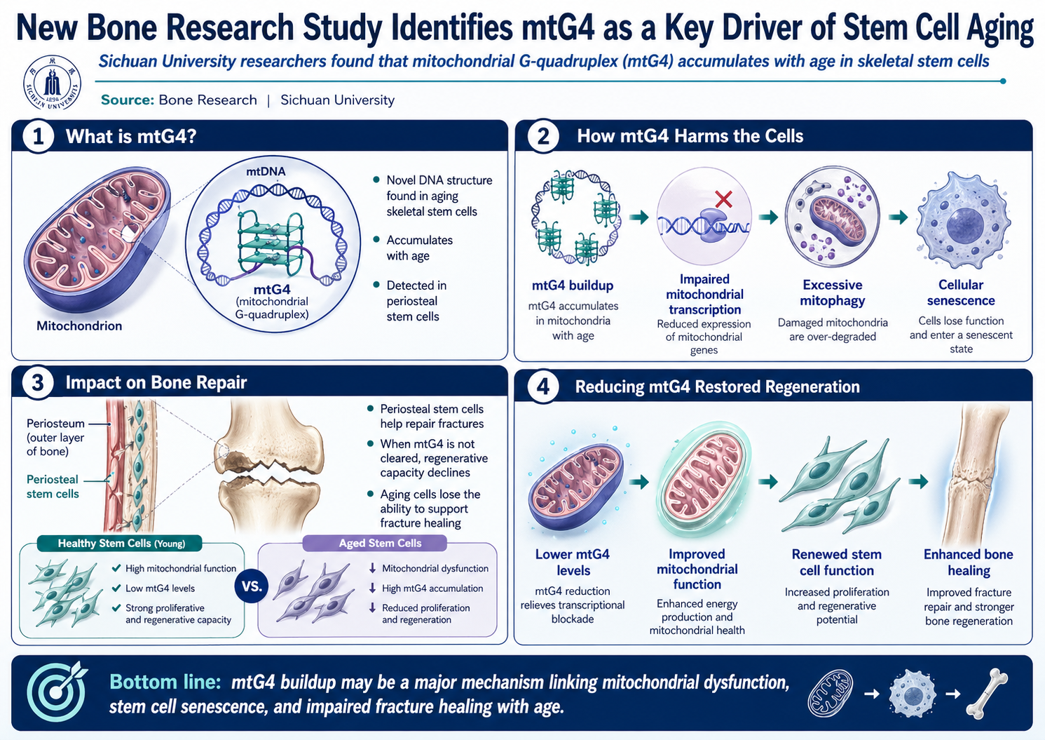 מבנה DNA מיטוכונדריאלי שמסביר למה השלד שלכם מחלים פחות טוב עם הגיל
