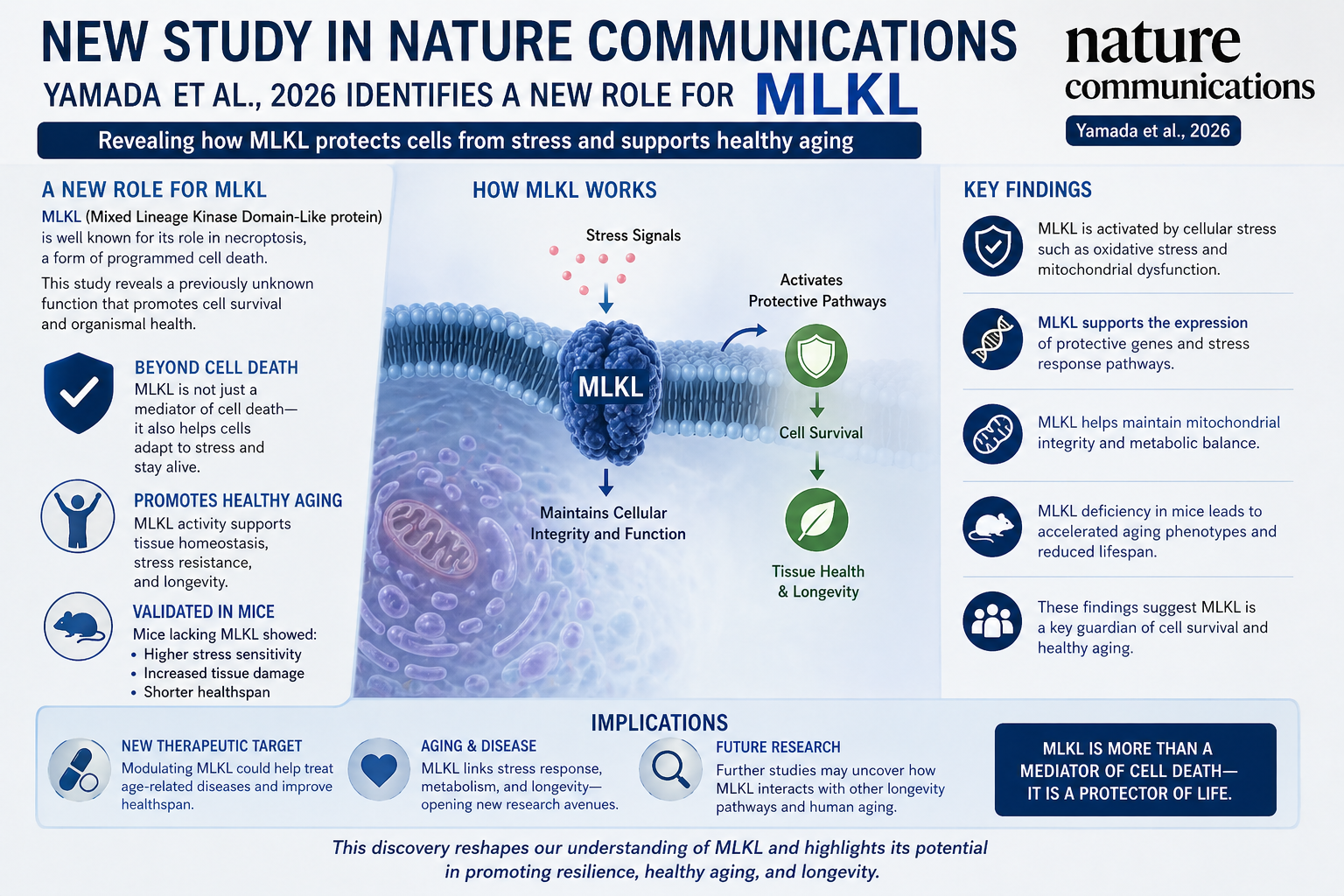 MLKL: החלבון שאמור להרוג תאים אבל פוגע במיטוכונדריה ומזקין את הדם שלכם