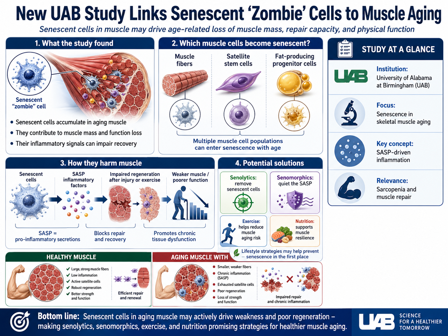 תאי זומבי בשרירים שלך: למה השרירים מאבדים כוח עם הגיל ומה ניתן לעשות
