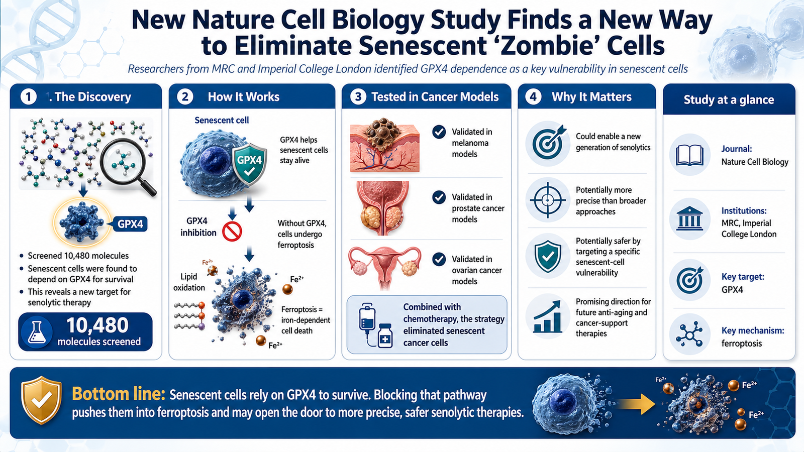 פריצת דרך נגד תאי זומבי: חוקרים מצאו את "החולשה הסודית" של תאים זקנים