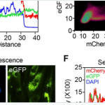 growth hormone metformin ampk reverse aging